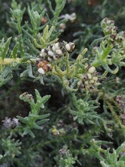 Heliotropium bacciferum