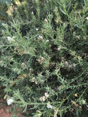 Heliotropium bacciferum