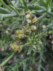 Heliotropium bacciferum