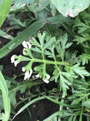 Lepidium