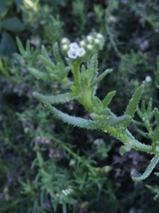 Heliotropium bacciferum