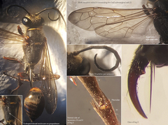 Sceliphron curvatum