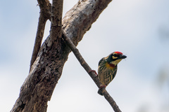 Psilopogon haemacephalus indicus