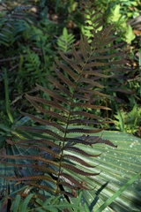 Cyclosorus interruptus