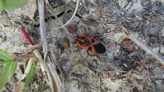 Spilostethus pacificus