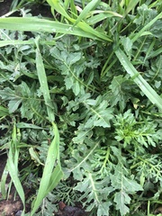 Brassicaceae