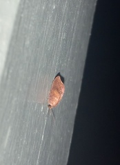 Drepanacra binocula