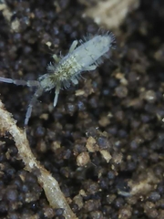 Entomobrya unostrigata