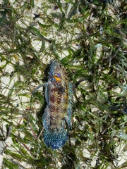 Plesiops coeruleolineatus