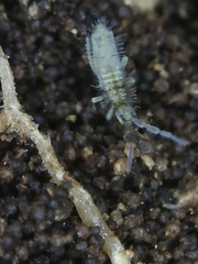 Entomobrya unostrigata