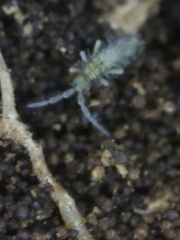 Entomobrya unostrigata