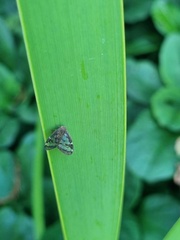 Scolypopa