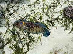 Plesiops coeruleolineatus