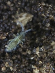 Entomobrya unostrigata