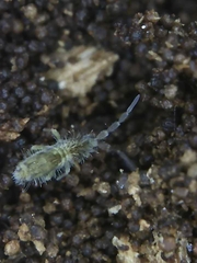 Entomobrya unostrigata