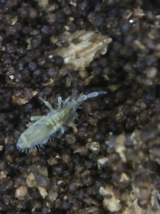 Entomobrya unostrigata