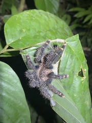 Avicularia rufa