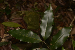 Mischocarpus pyriformis