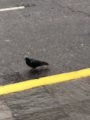Columba livia domestica