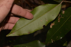 Mischocarpus pyriformis