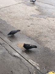 Columba livia domestica