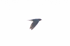 Hirundo rustica