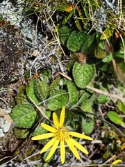 Brachyglottis bellidioides