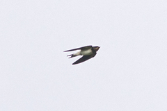 Hirundo rustica