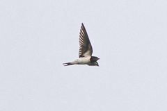 Hirundo rustica