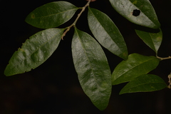 Cleistanthus cunninghamii