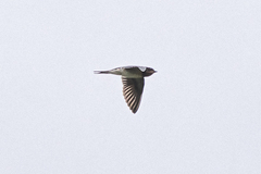 Hirundo rustica