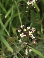 Capsella bursa-pastoris