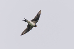 Hirundo rustica