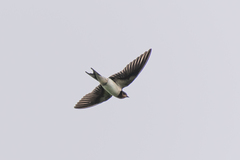 Hirundo rustica