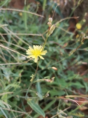 Launaea mucronata