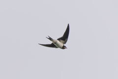 Hirundo rustica