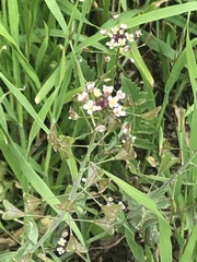 Capsella bursa-pastoris