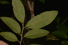 Cleistanthus cunninghamii