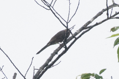 Hypsipetes amaurotis
