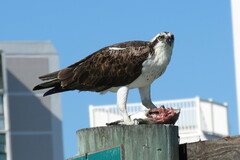 Archosargus probatocephalus