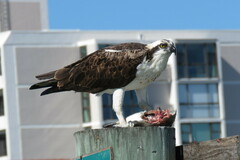 Archosargus probatocephalus