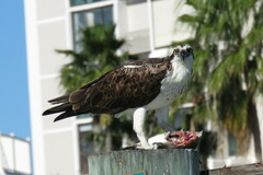 Archosargus probatocephalus