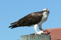 Archosargus probatocephalus