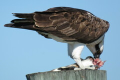 Archosargus probatocephalus