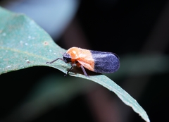 Paracercopoides flavithorax