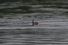 Tachybaptus ruficollis