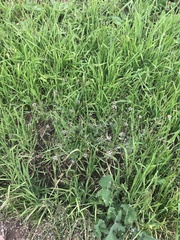 Capsella bursa-pastoris