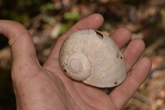 Hedleyella falconeri