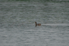 Tachybaptus ruficollis