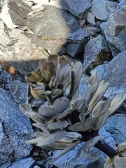 Notothlaspi rosulatum